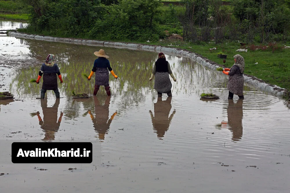 جیرسر باقرخاله