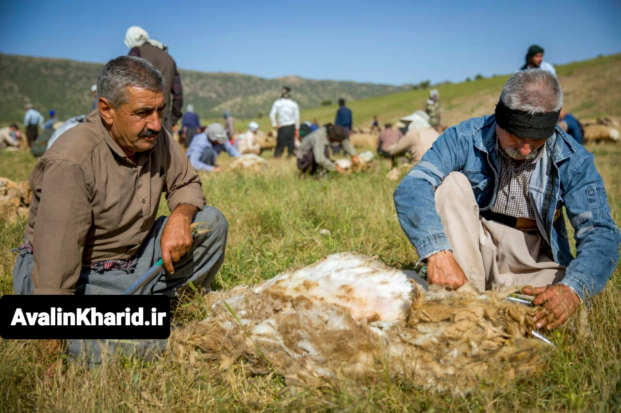 پشم چینی گوسفندان عشایر