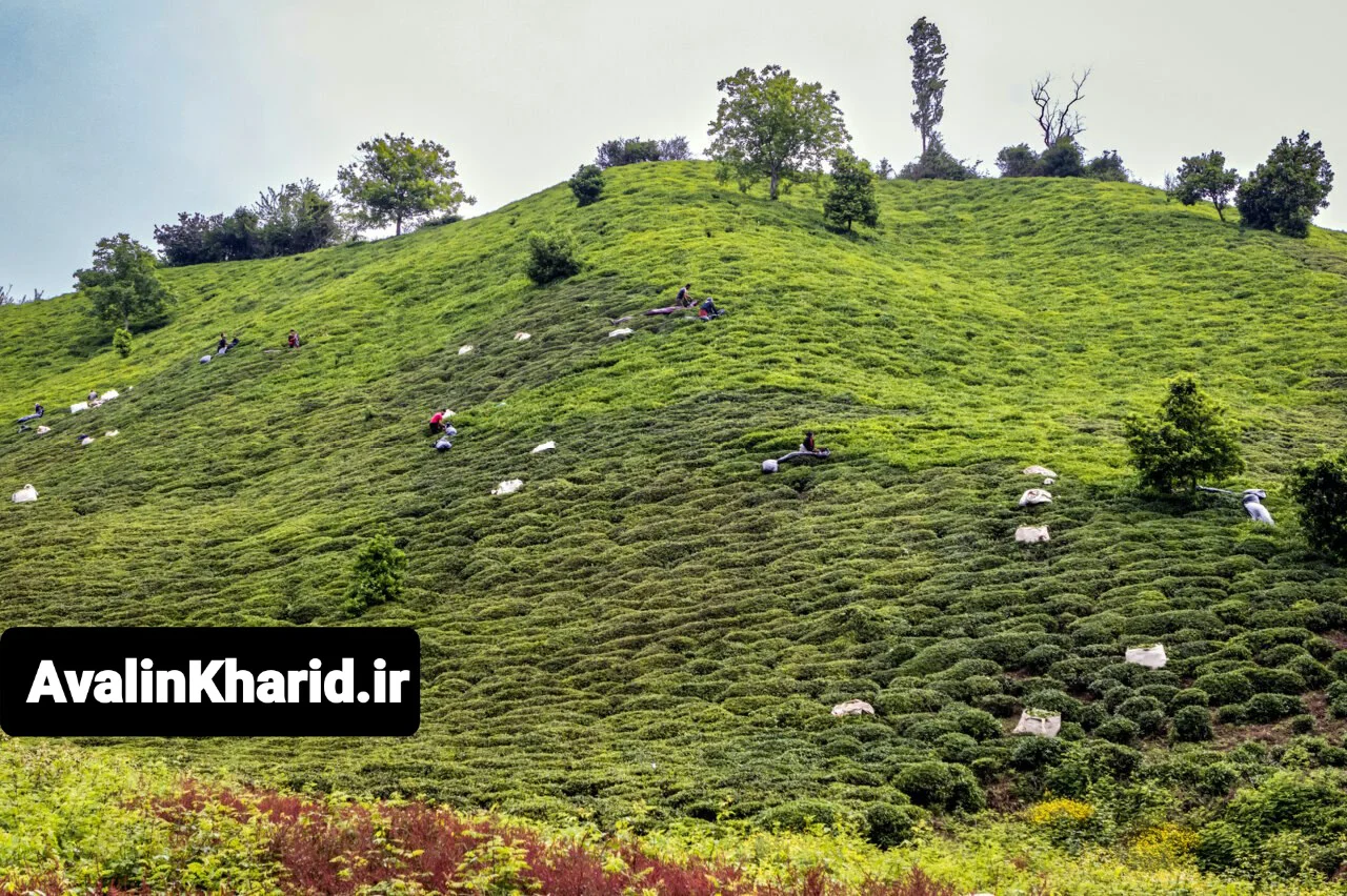 چای لاهیجان