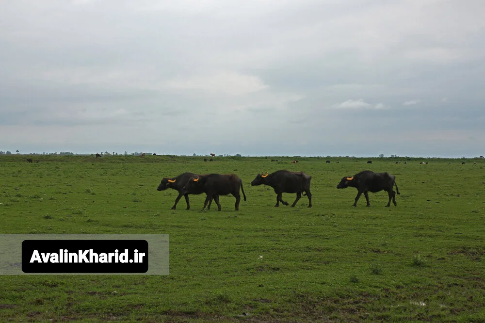 جیرسرباقرخاله ایران